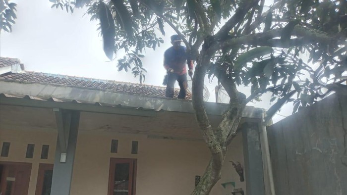 Potret Damkar Kuningan ketika berusaha menangkap burung parkit milik warga