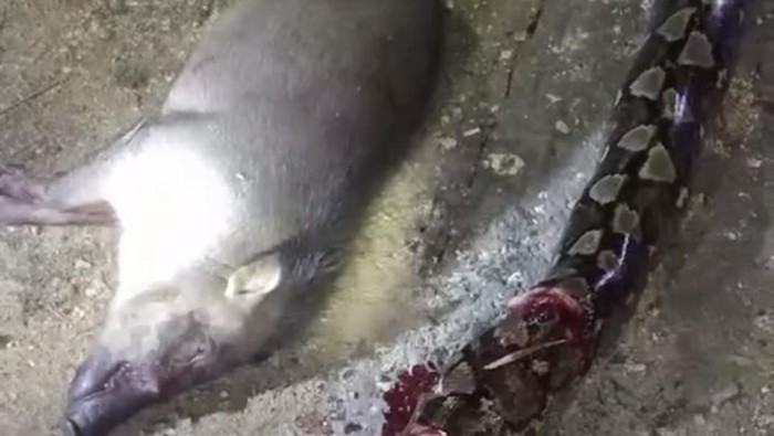 Warga Buton Utara geger dengan kemunculan ular piton 6 meter yang memangsa babi hutan. Ular dibunuh dan babi dijual seharga Rp 1 juta.