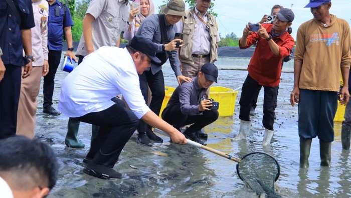 Gubernur Sumsel Herman Deru melakukan panen udang vaname di OKI.