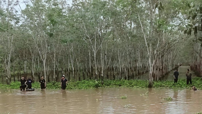 Kondisi kebun karet korban saat polisi dan warga melakukan pencarian jasad korban.