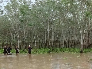 Tak Pulang Usai Nyadap Karet, Warga OKI Ditemukan Tewas Tenggelam di Rawa