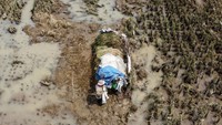 Data BPBD Ciamis mencatat sekitar 200 hektare lahan padi terdampak genangan air sehingga panen dipercepat. Foto: ANTARA FOTO/Adeng Bustomi