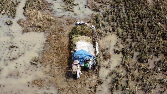 Foto udara petani memanen padi lebih awal pascabanjir di Desa Bangunsari, Kecamatan Pamarican, Kabupaten Ciamis, Jawa Barat, Selasa (17/2/2026). BPBD Ciamis mencatat seluas 200 hektare lahan padi milik petani terendam banjir dan terpaksa dipanen lebih dini. ANTARA FOTO/Adeng Bustomi/bar
