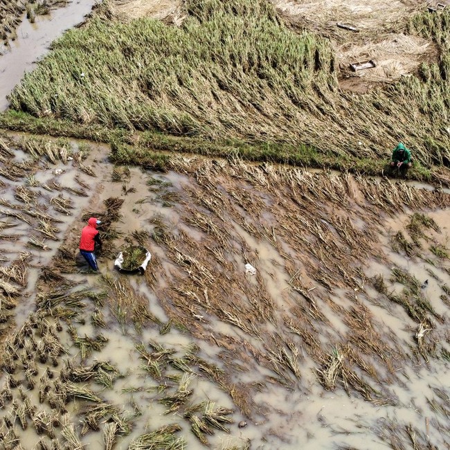 Terdampak Banjir, Petani Ciamis Panen Padi Lebih Awal