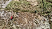 Foto udara petani memanen padi lebih dini di Desa Bangunsari, Selasa (17/2/2026), pascabanjir yang merendam area persawahan. Foto: ANTARA FOTO/Adeng Bustomi