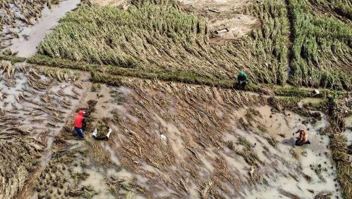 Foto udara petani memanen padi lebih awal pascabanjir di Desa Bangunsari, Kecamatan Pamarican, Kabupaten Ciamis, Jawa Barat, Selasa (17/2/2026). BPBD Ciamis mencatat seluas 200 hektare lahan padi milik petani terendam banjir dan terpaksa dipanen lebih dini. ANTARA FOTO/Adeng Bustomi/bar