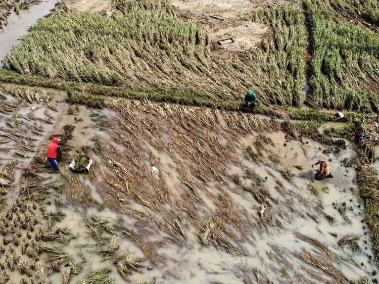 Terdampak Banjir, Petani Ciamis Panen Padi Lebih Awal