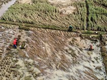Terdampak Banjir, Petani Ciamis Panen Padi Lebih Awal