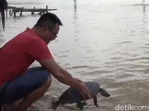 Video: Momen Imlek, Warga Tionghoa Jambi Lepas Kura-Kura ke Sungai