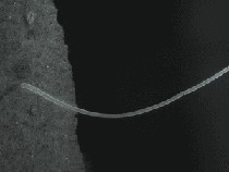 Bakteri Terbesar di Dunia Ditemukan di Rawa Negara Ini, Sebesar Apa?