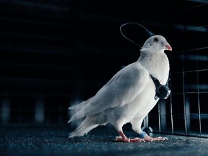 Startup Rusia Ngaku Bisa Setir Burung Merpati Seperti Drone