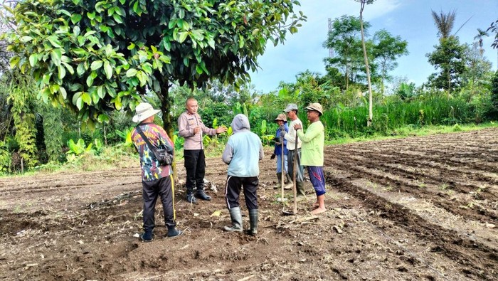 Ipda Subamia bina petani jahe gajah di Bangli