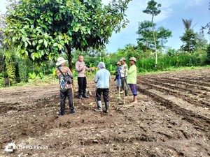 Cara Ipda Subamia Tingkatkan Ekonomi Warga Bangli Lewat Budidaya Jahe Gajah