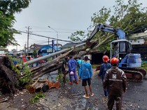 Pohon Sono Kapuk Timpa Ruko-Robohkan Tiang Listrik di Sewon Bantul