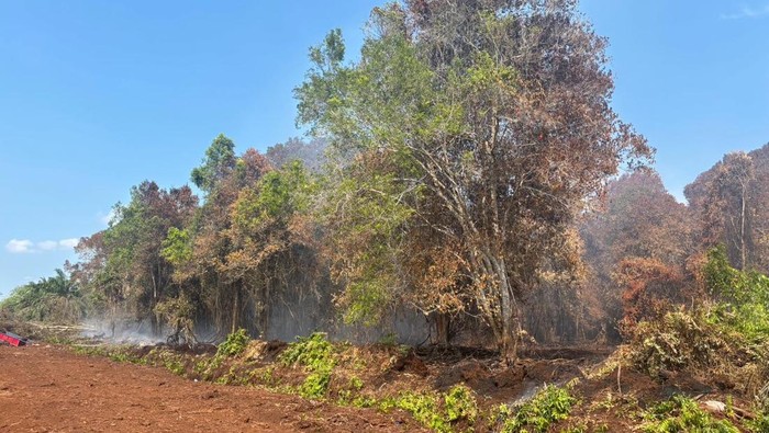 Polres Bengkalis menetapkan seorang karyawan BUMD sebagai tersangka perambahan hutan di Bukit Batu, pada Selasa (17/2/2026).