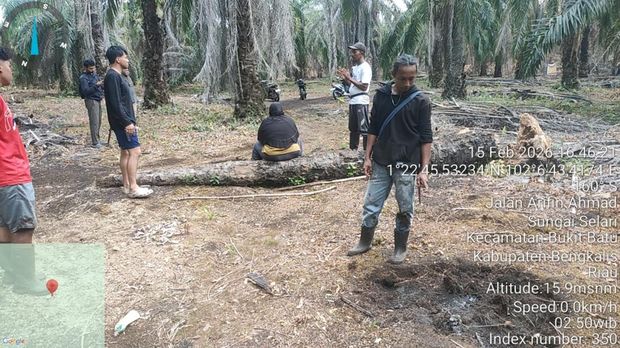 Polres Bengkalis menetapkan seorang karyawan BUMD sebagai tersangka perambahan hutan di Bukit Batu, pada Selasa (17/2/2026).
