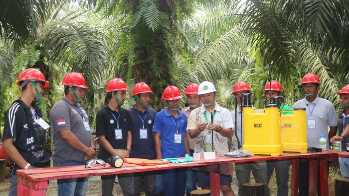 Tertipu Bibit Abal-abal, Petani Sawit Bangkit Berbuah Cuan