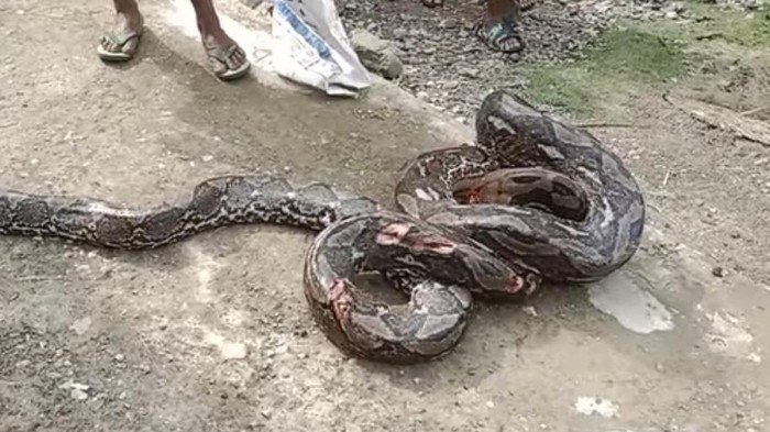 Seorang petani di Muna nyaris tewas usai disergap dan dililit piton 6,5 meter.