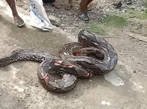 Perlawanan Hidup dan Mati Petani Muna Saat Diserang Piton Raksasa