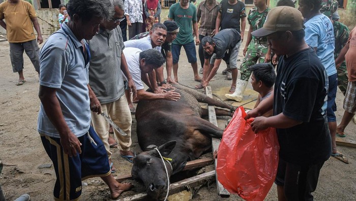 Warga menyiapkan daging sapi di Desa Huta Godang, Batang Toru, Tapanuli Selatan, Sumatera Utara, Selasa (17/2/2026). Menyambut Ramadhan 1447 Hijriah, warga muslim di Desa Huta Godang menyembelih sapi sumbangan dari pemerintah setempat yang dagingnya dibagikan kepada 350 KK warga muslim dan 150 KK warga non muslim sebagai bentuk kepedulian sesama penyintas bencana. ANTARA FOTO/Sulthony Hasanuddin/foc.