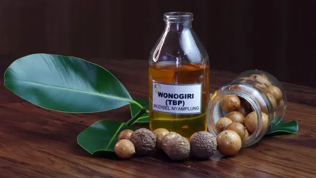 Badan Riset dan Inovasi Nasional (BRIN) mengembangkan inovasi pemanfaatan biomassa hutan sebagai sumber bahan bakar nabati (BBN) atau biofuel guna mengurangi ketergantungan terhadap impor bahan bakar minyak (BBM). Badan Riset dan Inovasi Nasional (BRIN) mengembangkan inovasi pemanfaatan biomassa hutan sebagai sumber bahan bakar nabati (BBN) atau biofuel guna mengurangi ketergantungan terhadap impor bahan bakar minyak (BBM). (Dok. BRIN)