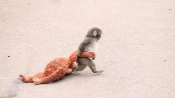 Monyet kecil bernama Punch sempat viral karena kisah pilunya. Dia diusir dari kawanannya dan hanya berteman dekat dengan boneka orangutan Foto: Social Media X/@ichikawa_zoo