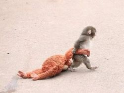 Foto Hewan Ikonik yang Viral di Dunia, Bikin Haru hingga Ngakak