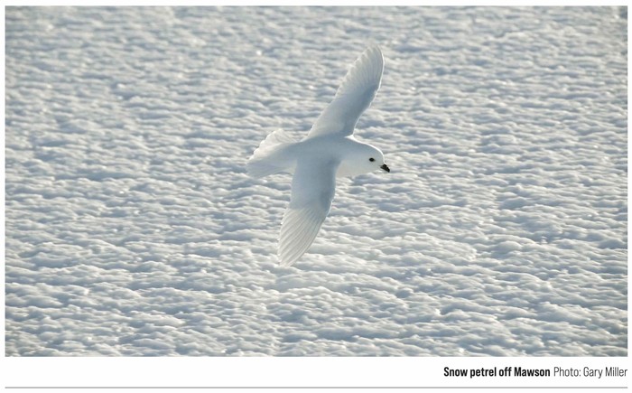 Burung snow petrel