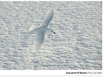 Urgensi Standar Kompas: Menakar Ketangguhan Pendidikan dalam Geografi Ekstrem