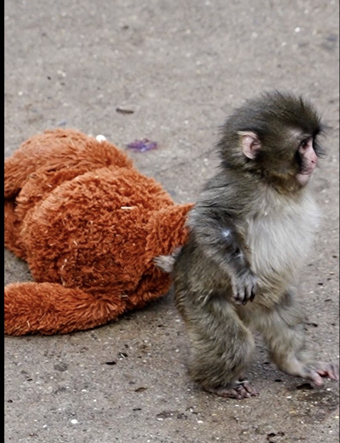 Bayi Monyet yang selalu membawa boneka usai ditolak induknya.