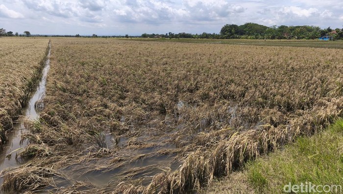 Bayang-bayang gagal panen mulai menghantui petani di Kabupaten Grobogan imbas banjir.