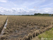Resah Petani Grobogan Dibayangi Gagal Panen Imbas Banjir
