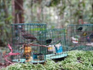 Tak Kantongi Dokumen Resmi, Pengiriman Burung Hias di Jambi Digagalkan