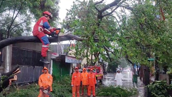 Damkar mengevakuasi pohon tumbang yang menutup akses jalan di Lagoa, Koja, Jakarta Utara, Jumat (20/2/2026).