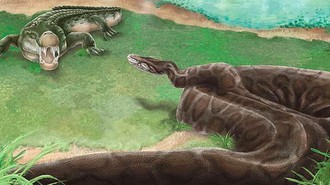 Ular Piton Raksasa Pernah Menghuni Taiwan Zaman Prasejarah