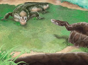 Ular Piton Raksasa Pernah Menghuni Taiwan Zaman Prasejarah