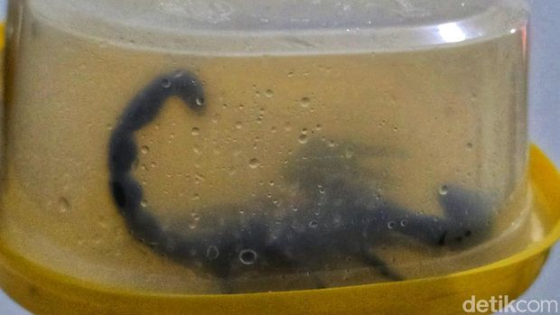 Kalajengking jumbo yang ditangkap di rumah warga Sukabumi.