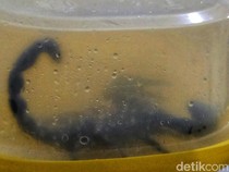 Menegangkan! Warga Sukabumi Duel Lawan Kalajengking Jumbo Saat Sahur