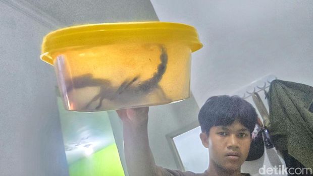 Kalajengking jumbo yang ditangkap di rumah warga Sukabumi.