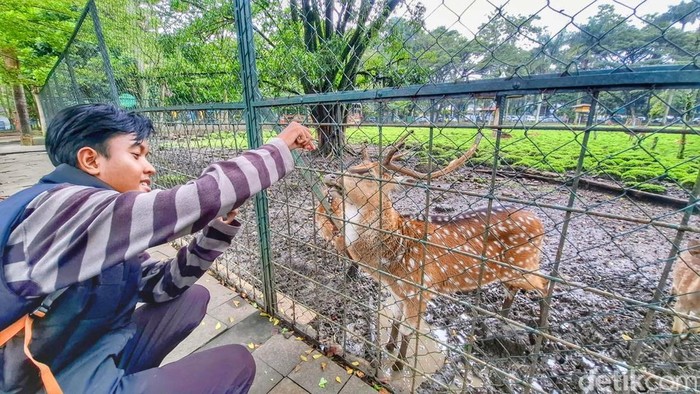 Pengunjung beri berinteraksi dengan rusa di Taman Uncal Pemkab Bandung.