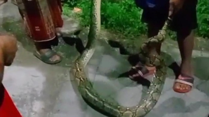 Piton 3 meter melintasi permukiman warga Pasuruan