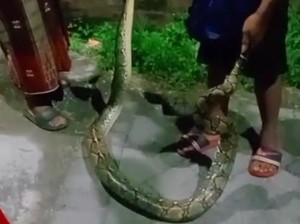 Ular Piton 3 Meter Melintasi Pemukiman Warga Kraton Pasuruan
