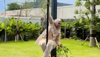 Viral Beda Dari Yang Lain! Ada Tiang Pole Dance di Resepsi Pernikahan Ini