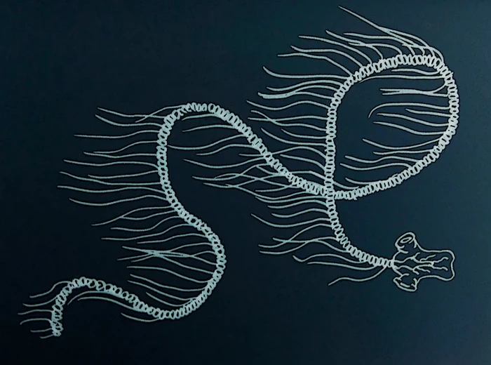 Praya dubia, dikenal sebagai giant siphonophore, merupakan salah satu makhluk laut paling aneh sekaligus spektakuler di Bumi.