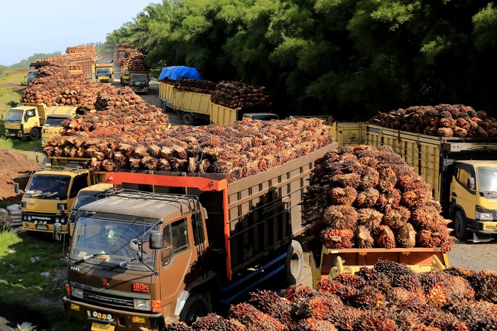 Sejumlah truk pengangkut Tanda Buah Segar (TBS) kelapa sawit mengantre untuk pembongkaran di salah satu pabrik minyak kelapa sawit milik PT.Karya Tanah Subur (KTS) Desa Padang Sikabu, Kaway XVI, Aceh Barat, Aceh, Selasa (17/5/2022). Harga jual Tanda Buah Segar (TBS) kelapa sawit tingkat petani sejak dua pekan terakhir mengalami penurunan dari Rp2.850 per kilogram menjadi Rp1.800 sampai Rp1.550 per kilogram, penurunan tersebut pascakebijakan pemeritah terkait larangan ekspor minyak mentah atau crude palm oil (CPO). ANTARA FOTO/Syifa Yulinnas/rwa.