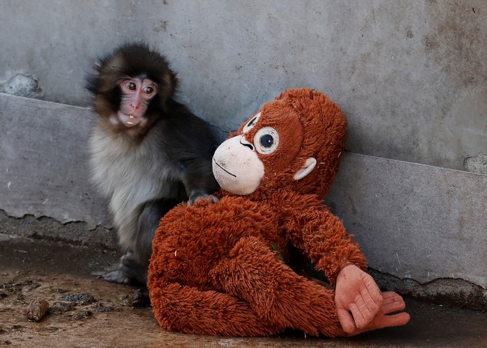 A baby Japanese macaque named Punch touches a stuffed orangutan at Ichikawa City Zoo, in Ichikawa, Chiba Prefecture, Japan, February 19, 2026. REUTERS/Kim Kyung-Hoon
