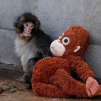 Boneka Oranmama Sold Out karena Monyet Punch, Harganya Melonjak di E-commerce