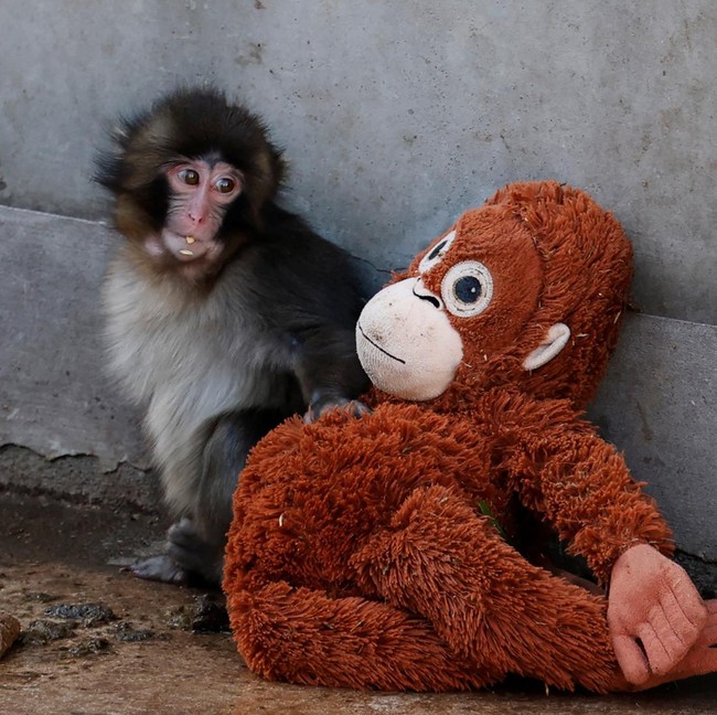 Punch, Bayi Monyet yang Viral Gegara Boneka Orangutan