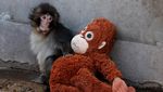 Punch, Bayi Monyet yang Viral Gegara Boneka Orangutan