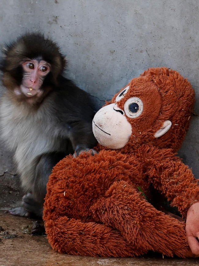 Punch, Bayi Monyet yang Viral Gegara Boneka Orangutan